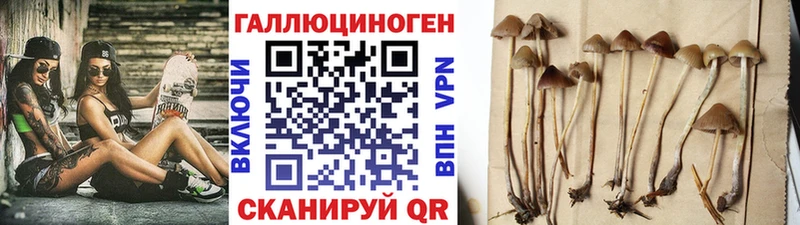 Галлюциногенные грибы Cubensis  omg как зайти  маркетплейс телеграм  Морозовск 